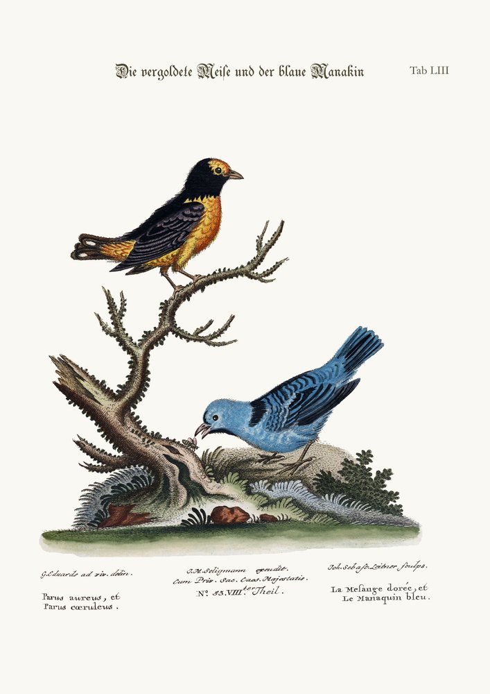 El Ratón Dorado y el Manakin Azul, 1749-73 de George Edwards
