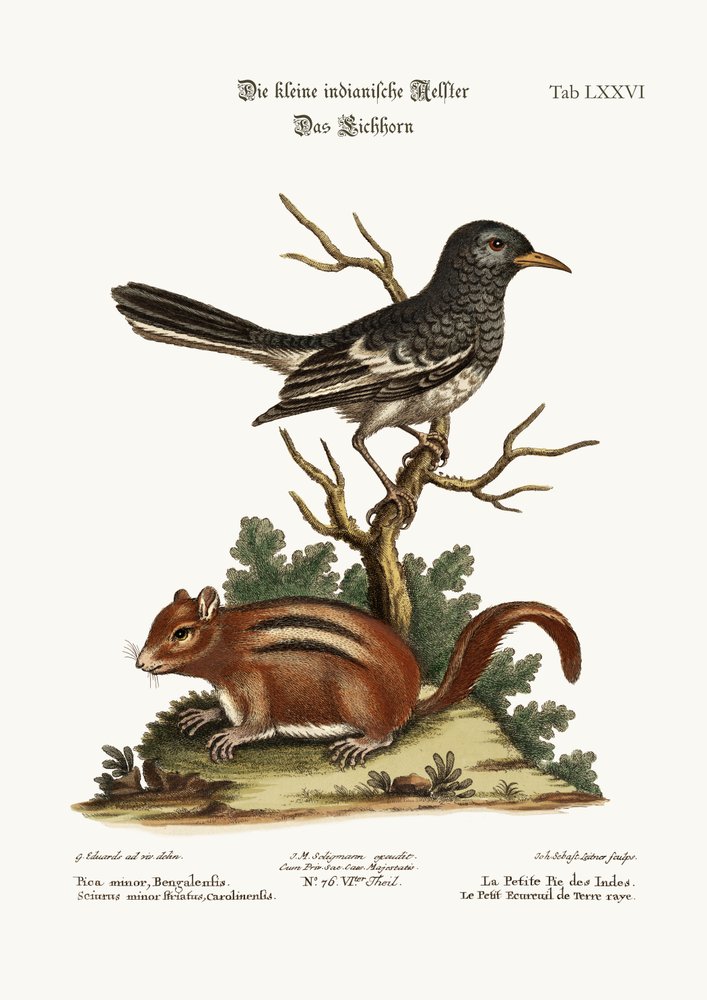 El pequeño indio Pye. La ardilla terrestre, 1749-73 de George Edwards