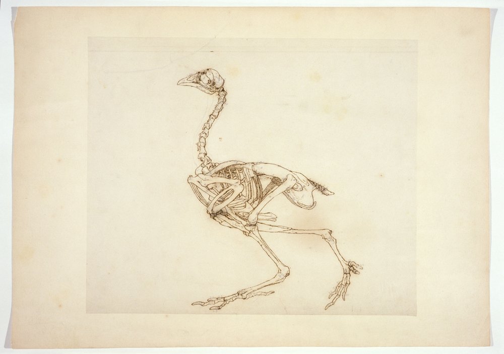 Esqueleto de gallina de Dorking, vista lateral, de 
