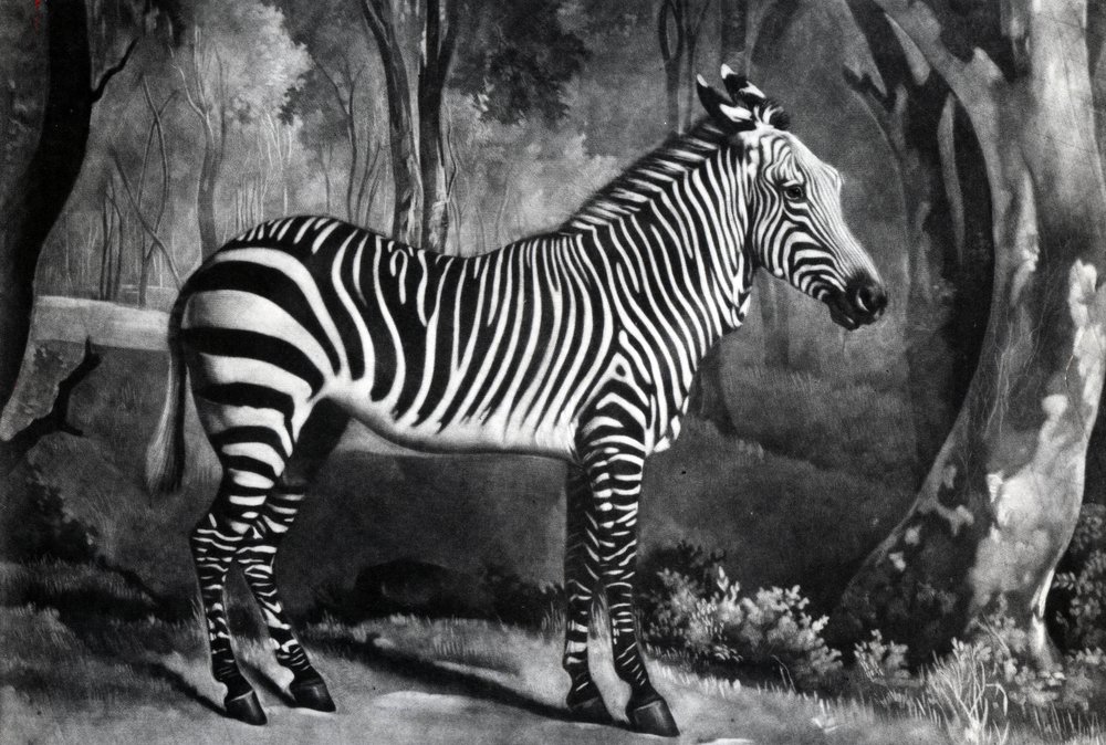La cebra o asno salvaje, grabado por George Townley Stubbs, 1771 de George Stubbs