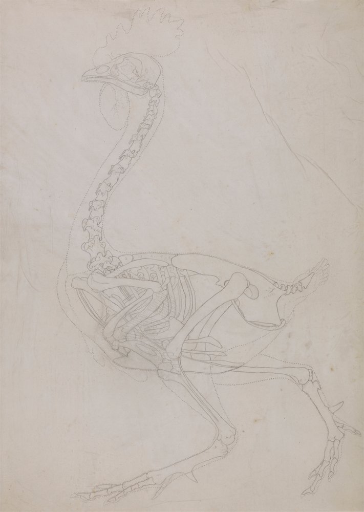 Esqueleto de ave, vista lateral (dibujo esquemático) de George Stubbs