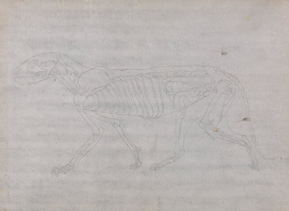 Cuerpo de tigre, vista lateral de George Stubbs