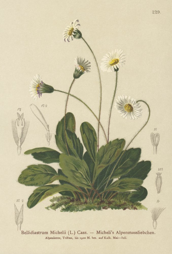 Falso áster (Bellidiastrum Michellii) de German School