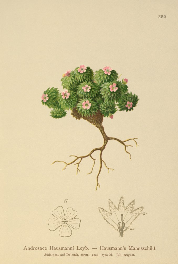 Jazmín de roca de Hausmann (Androsace Hausmannii) de German School