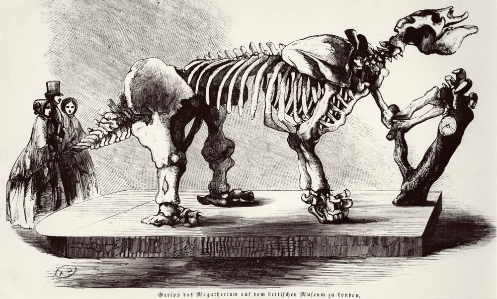 Esqueleto de Megatherium en el Museo Británico de German School