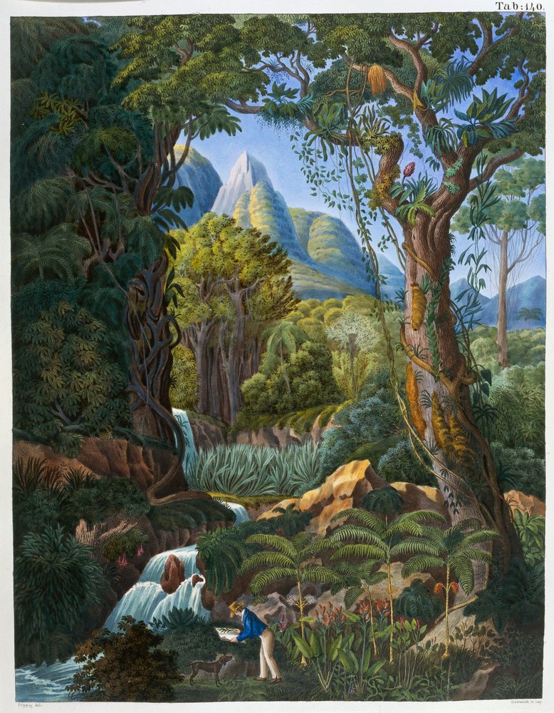 Morenia poppigiana y bosque, de «Historia Naturalis Palmarum» de Johann Baptist von Spix y Carl Friedrich von Martius de German School