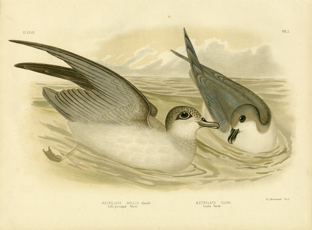 Petrel de plumaje suave de Gracius Broinowski