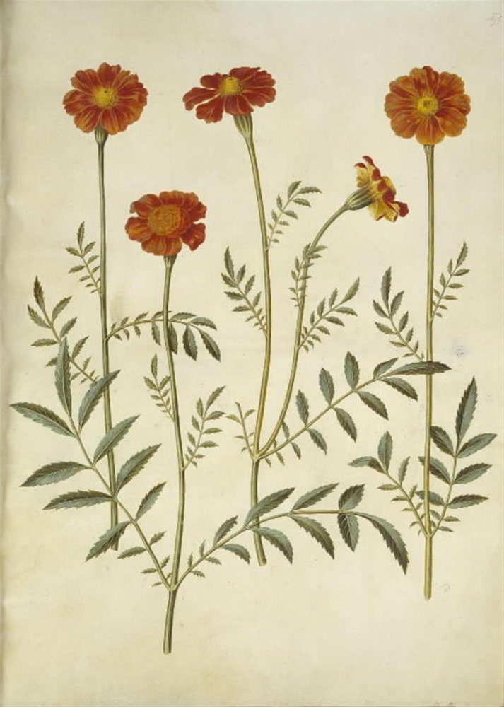 Tagetes patula (flor de terciopelo extendida) de Hans Simon Holtzbecker