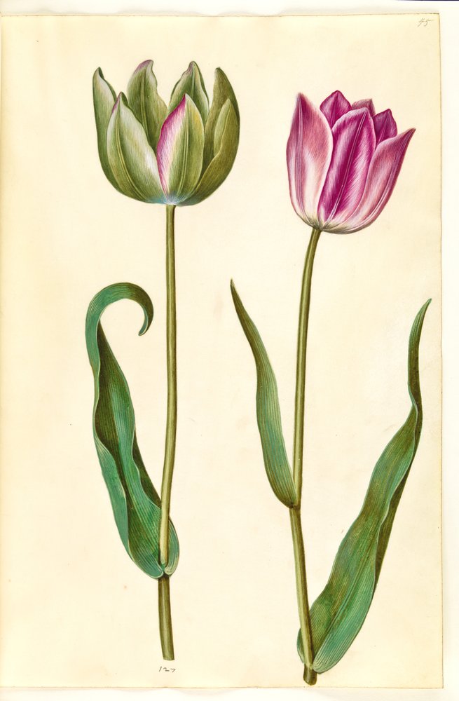 Tulipa gesneriana (tulipán de jardín) de Hans Simon Holtzbecker