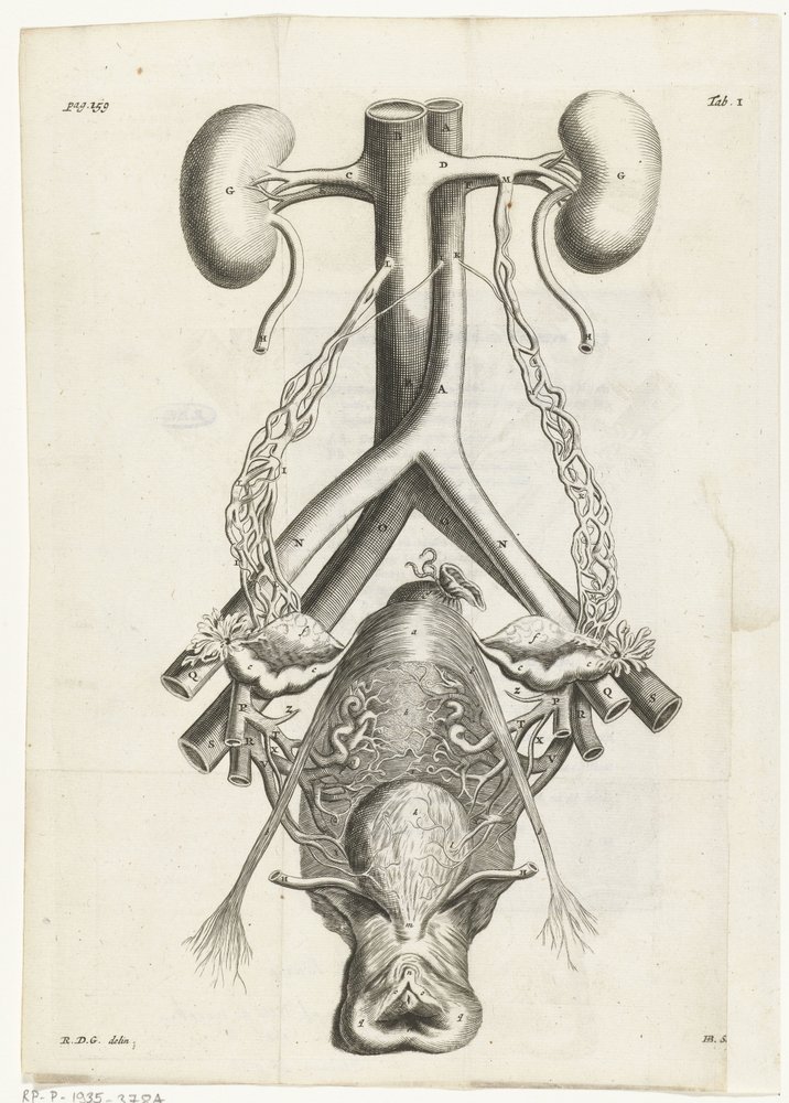 Ilustración anatómica de los órganos genitales femeninos y los riñones
Ilustración del libro para: Reinier de Graaf, Alle de wercken, Amsterdam, 1686 de Hendrik Bary