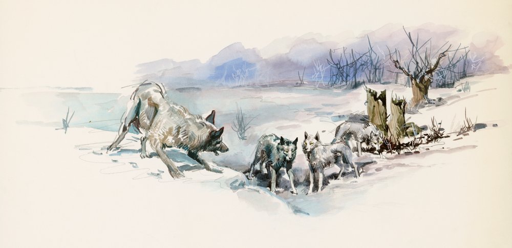 Manada de lobos, de La llamada de lo salvaje, novela de aventuras de Jack London (1876-1916), dibujo de Jack London
