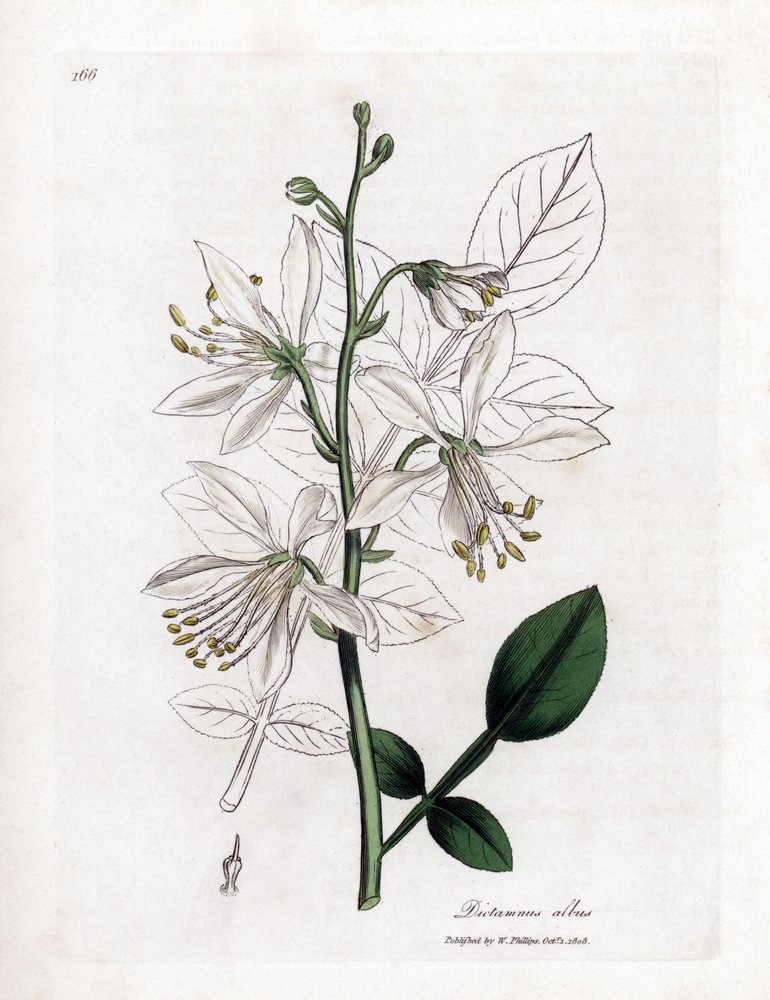 Fraxinelle - Fraxinela blanca o basarda, Dictamnus albus. Grabado en cobre coloreado a mano a partir de una ilustración botánica de James Sowerby de "Medical Botany" de William Woodville y Sir William Jackson Hooker, John Bohn, Londres. de James Sowerby