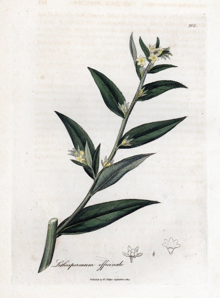 Gremil officinal o hierba perla - Gromwell, Lithospermum officinale. Grabado en cobre coloreado a mano a partir de una ilustración botánica de James Sowerby de "Medical Botany" de William Woodville y Sir William Jackson Hooker, John Bohn, Londres. de James Sowerby
