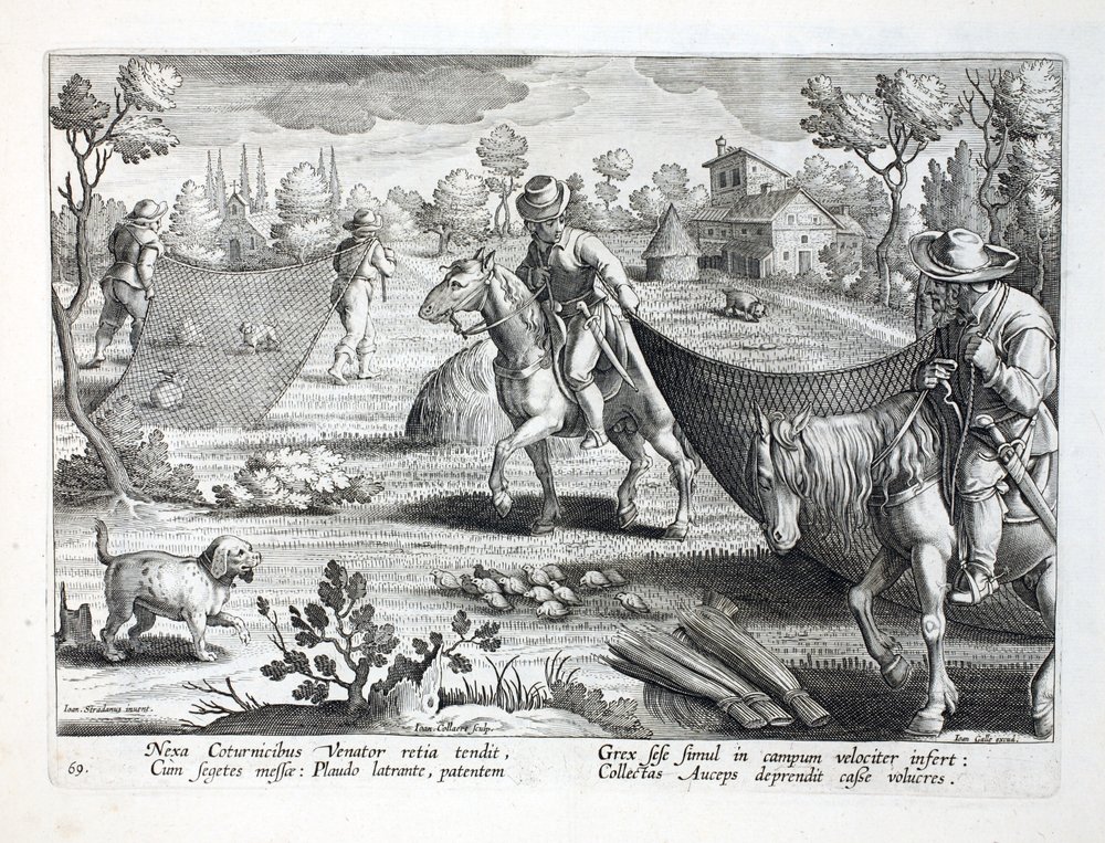 Cazando codornices, ilustración de 