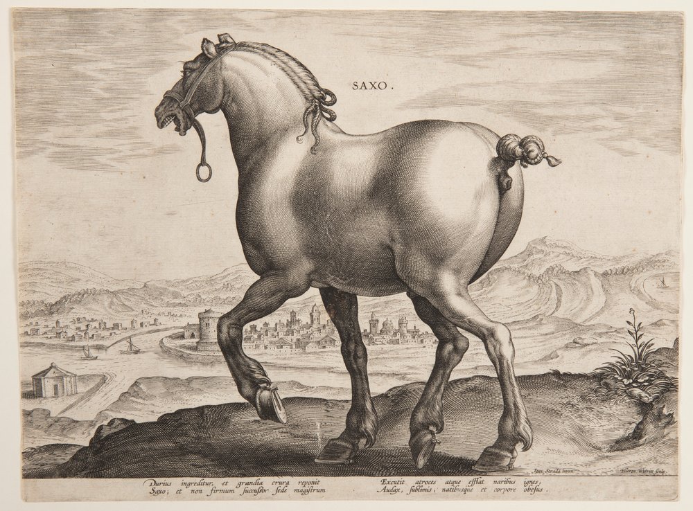 Un caballo sajón, del primer conjunto de "Equile Joannis Austriaci" de Jan van der Straet, called Stradanus