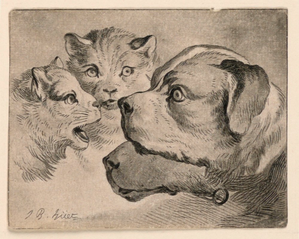 Cabezas de gatos y perros de Jean-Baptiste Huet