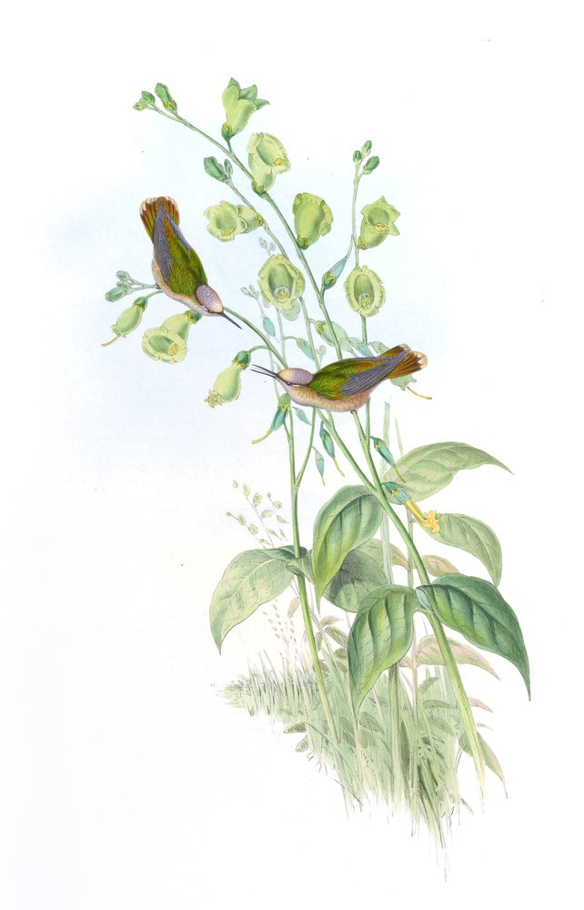 Anthocephala floriceps = Syn de John Gould