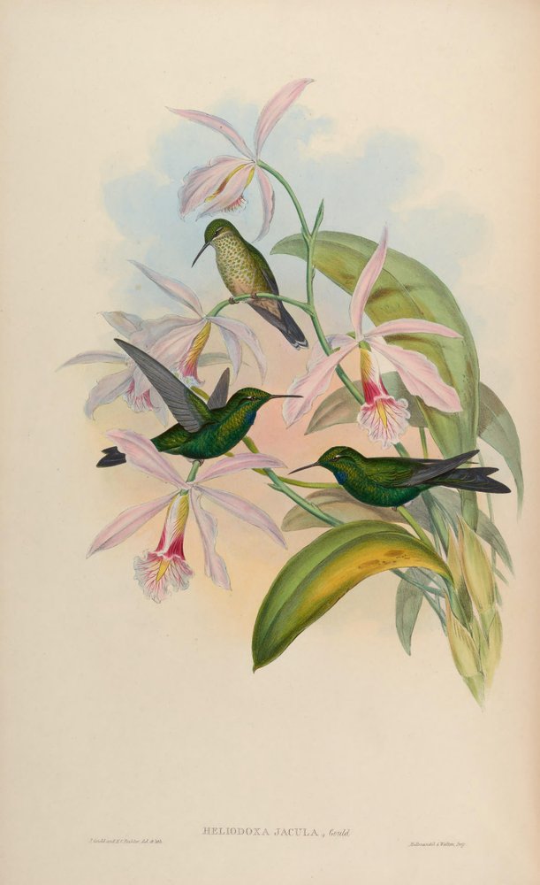 Heliodoxa jacula de John Gould