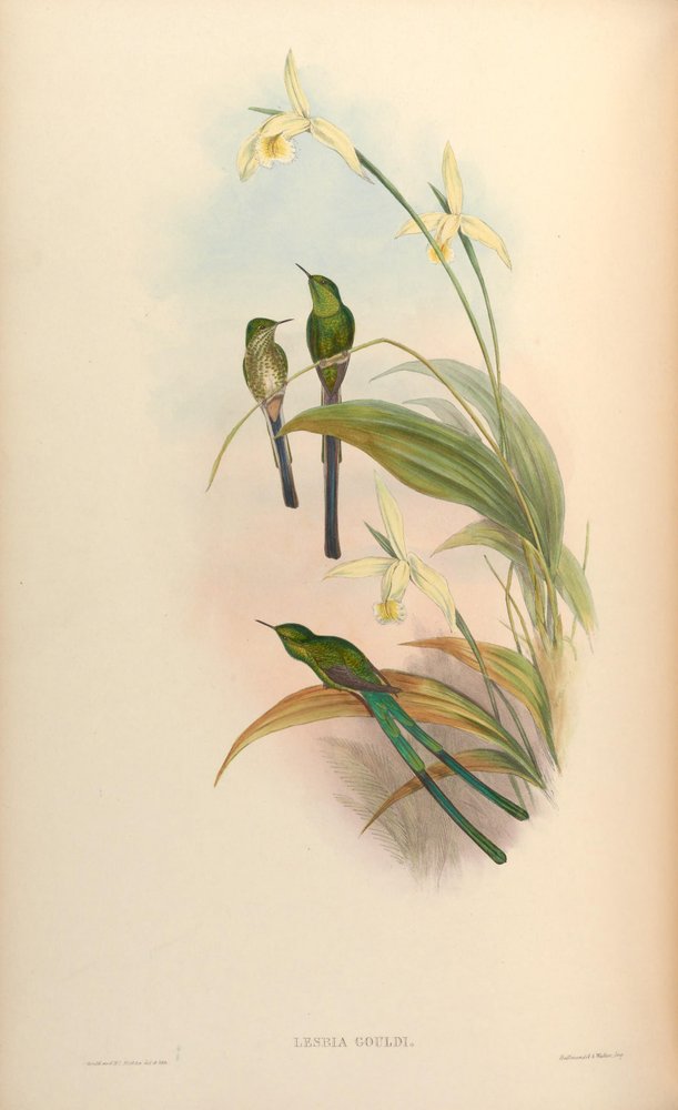 Lesbia gouldi de John Gould