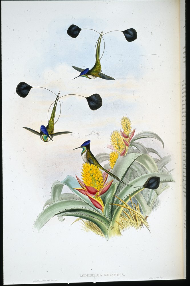 Colibrí maravilloso (Loddigesia mirabilis) de John (after) Gould