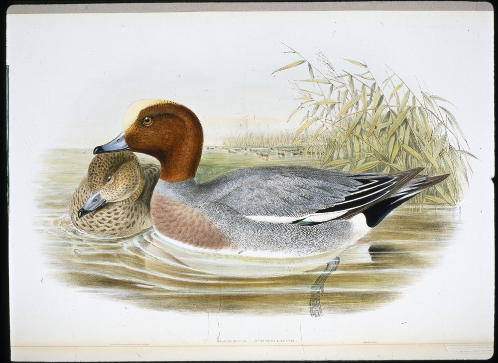 Silbón Europeo (Mareca Penelope) de John (after) Gould