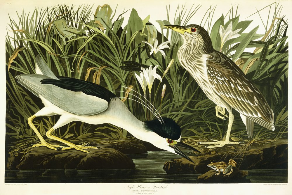 Garza nocturna o pájaro Lua, 1835 | John James Audubon