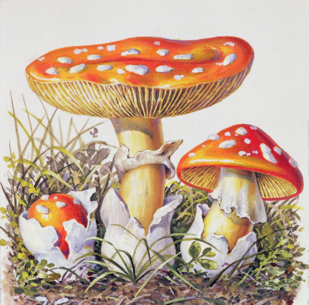 Estudio de hongos de Josef Fleischmann