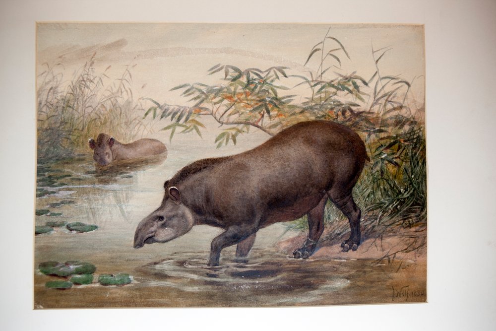 Tapir, 1880 de Joseph Wolf