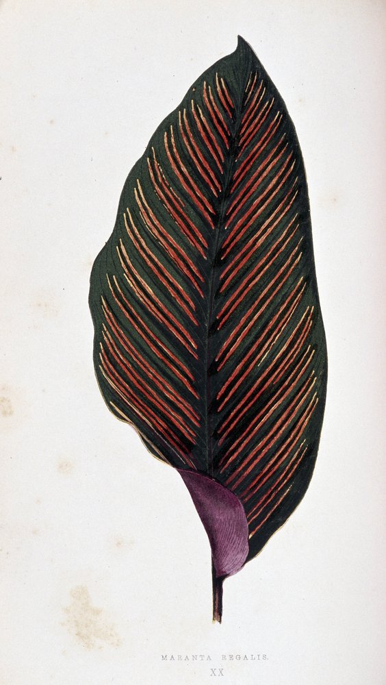 Hoja de maranta megalis. Tabla botánica en "Plantas con follaje colorido. de Joseph Edward and Howard W Lowe