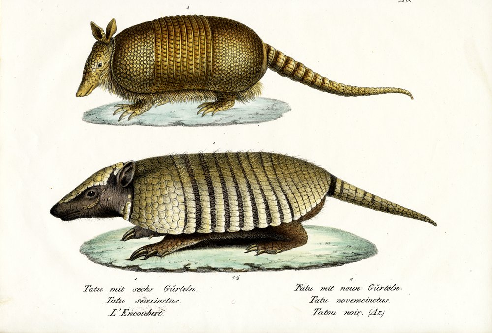 Diferentes tipos de armadillos, 1824 | Impresión de arte