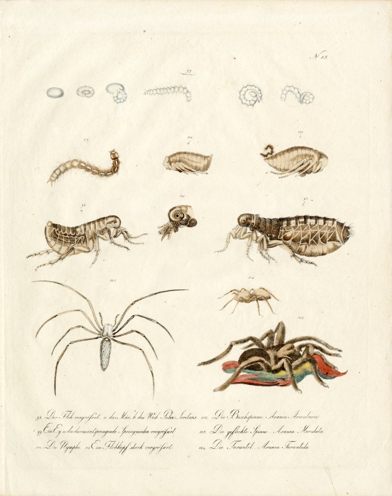 Arácnidos y estadios de desarrollo de los insectos (imprimir)