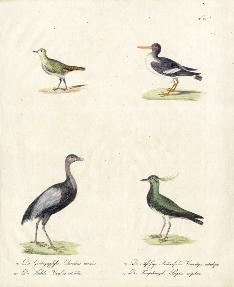 Aves zancudas y corredoras autóctonas (imprimir) de Karl Joseph Brodtmann