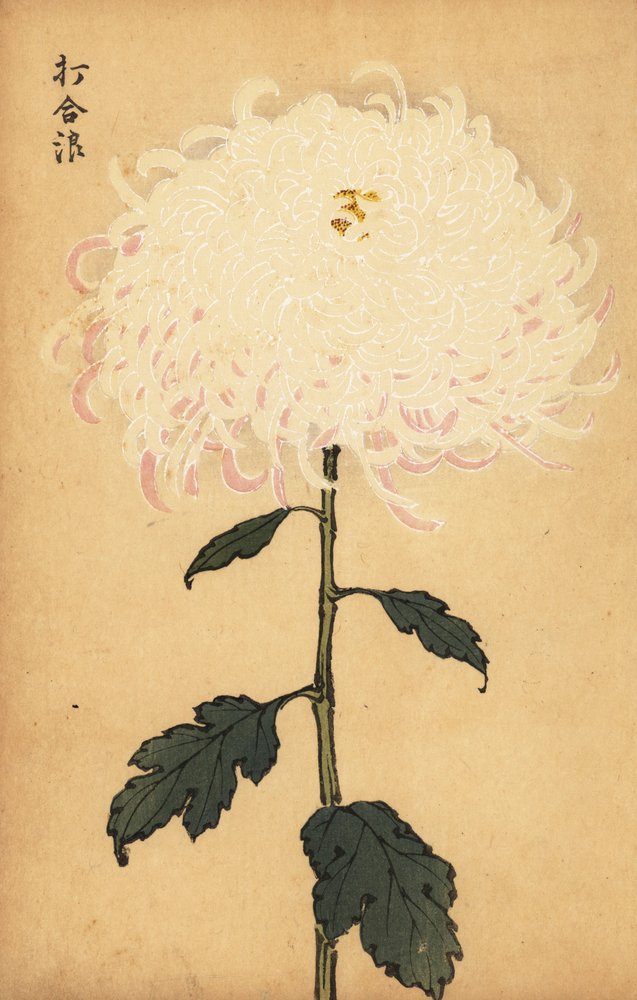 Crisantemo blanco híbrido, 1893 (grabado) de Keika Hasegawa