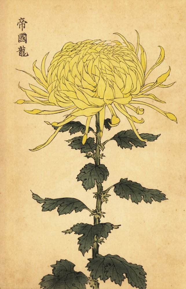 Crisantemo amarillo híbrido, 1893 (grabado) de Keika Hasegawa