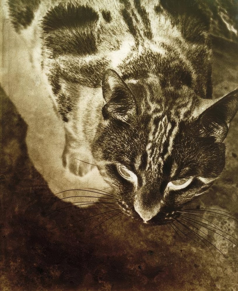 Gato (Impresión negativa) de Laszlo Moholy-Nagy