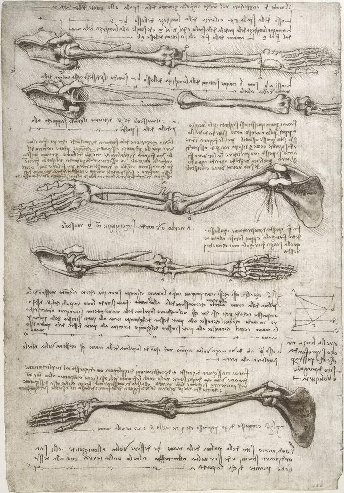 Estudios anatómicos de Leonardo da Vinci