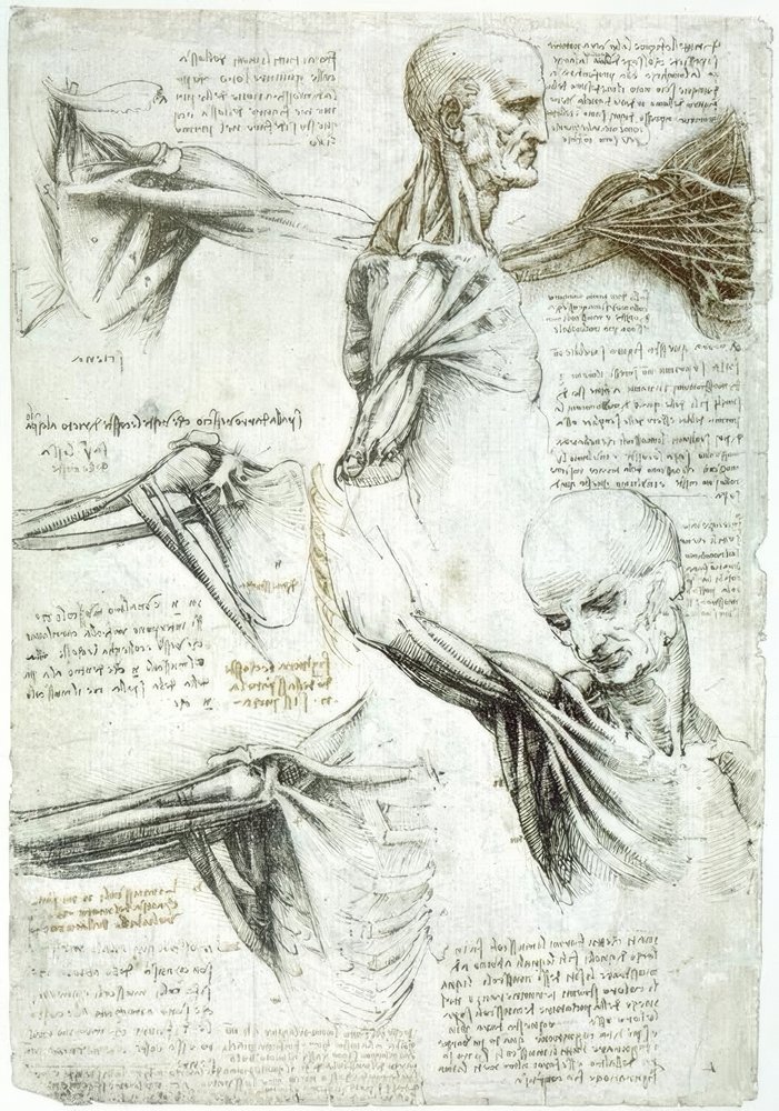 Estudios de anatomía de Leonardo da Vinci