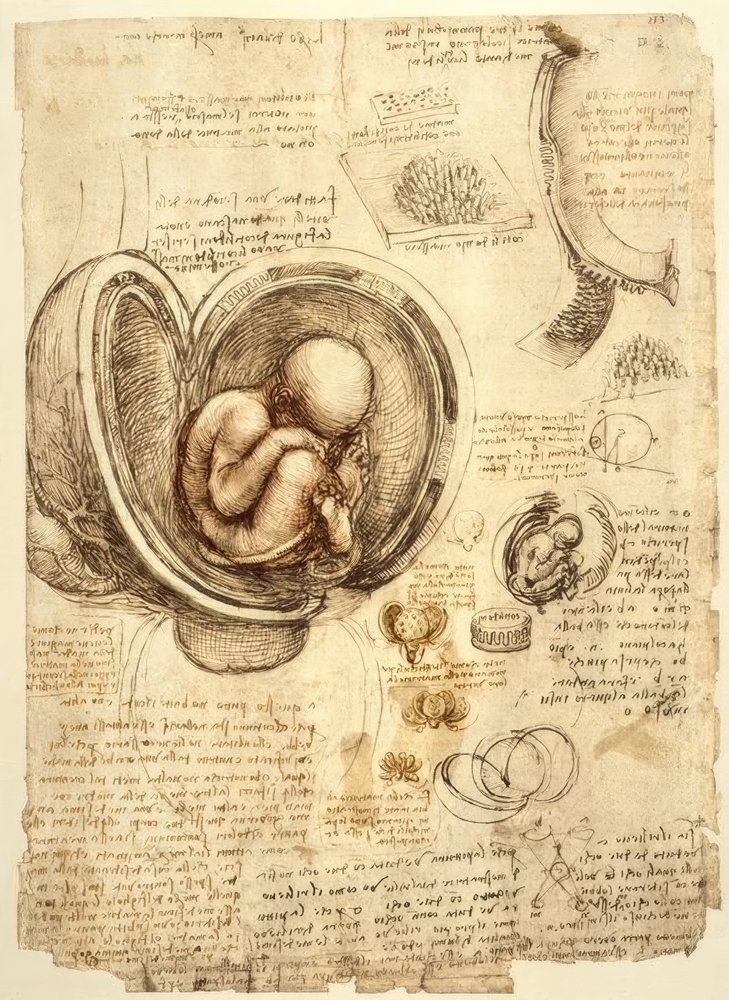 Feto en el útero de Leonardo da Vinci