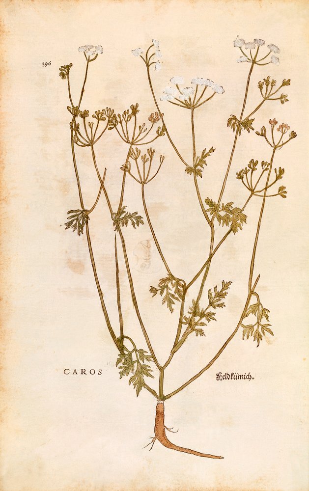 Alcaravea - Carum carvi (Caros) por Leonhart Fuchs de De historia stirpium commentarii insignes (Notable Commentaries on the History of Plants), grabado coloreado de Leonhard Fuchs