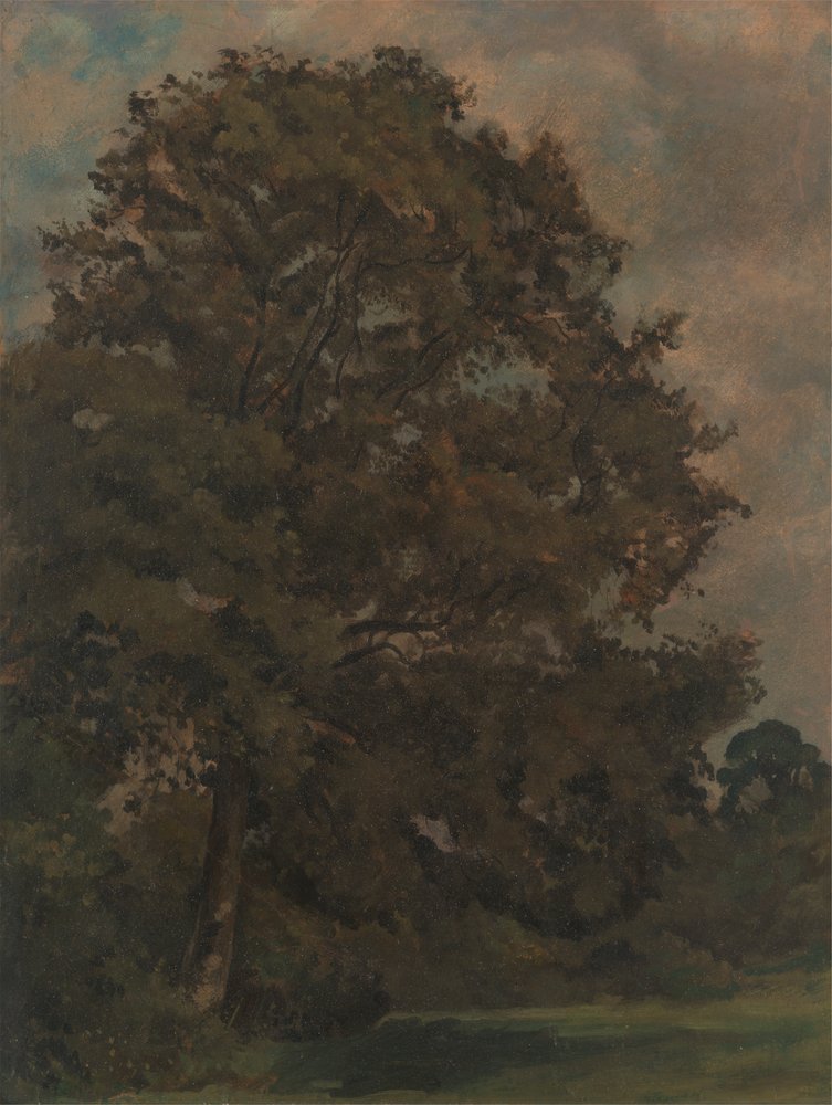 Estudio de un fresno de Lionel Constable