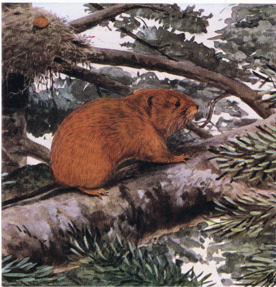 Ratón de árbol rojo, vive en las copas de los bosques de la costa del ...