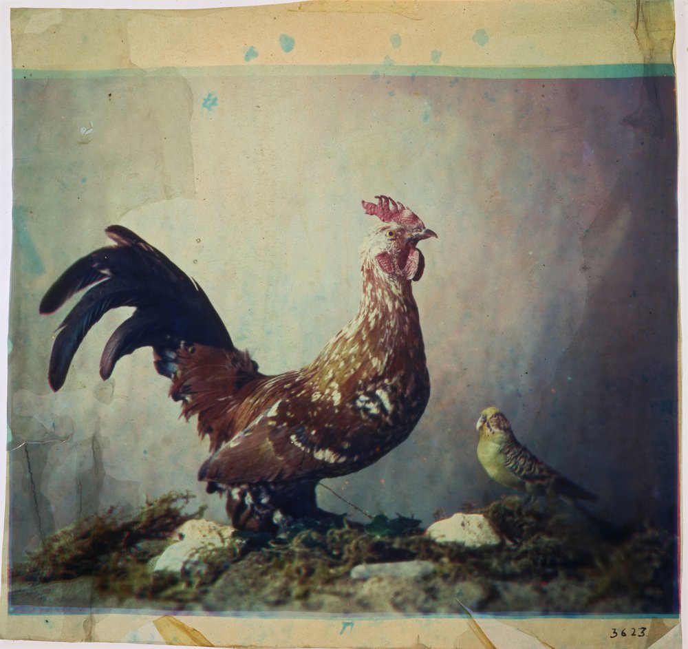 Naturaleza muerta con gallo de Louis Ducos du Hauron