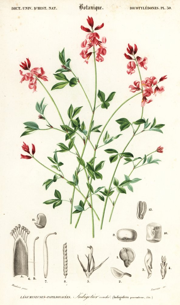 Planta de añil, Indigofera procumbens. ,1849 (grabado) de Louis Joseph Edouard Maubert