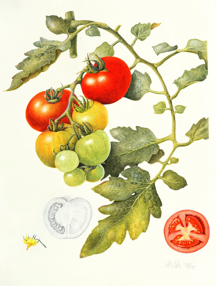 Tomates, 1994 de Margaret Ann Eden