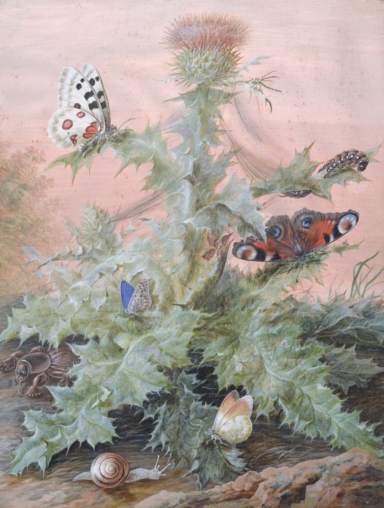 Insectos alrededor de un Cardo, 1700 | Impresión de arte