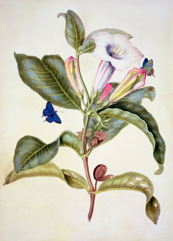 No.3055c Manzana espinosa (Datura Wrightii) de Maria Sibylla Merian
