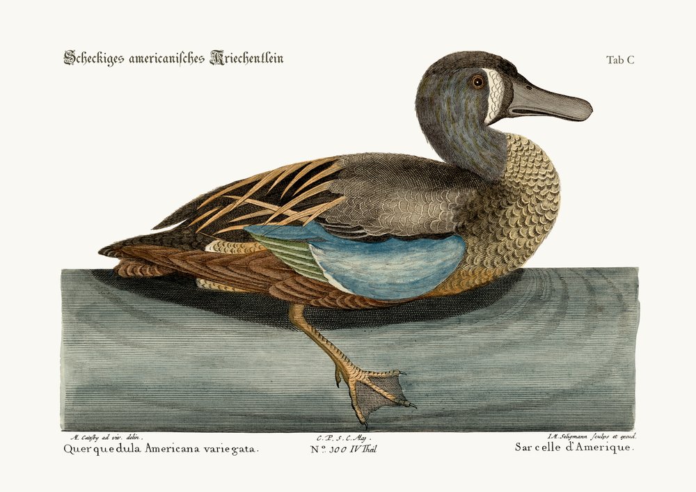 El pato de cara blanca, 1749-73 de Mark Catesby