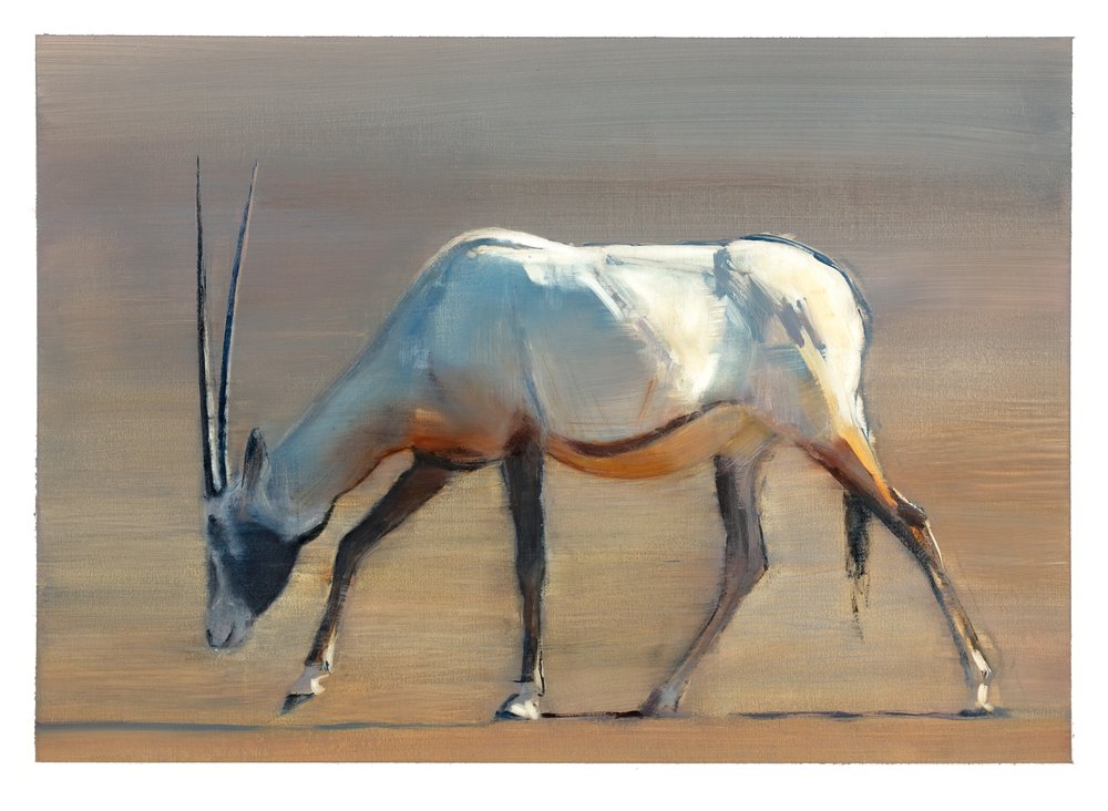 Órix árabe, 2010 de Mark Adlington
