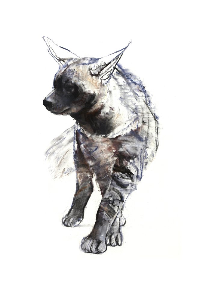 Cachorro de hiena rayada, 2010 de Mark Adlington
