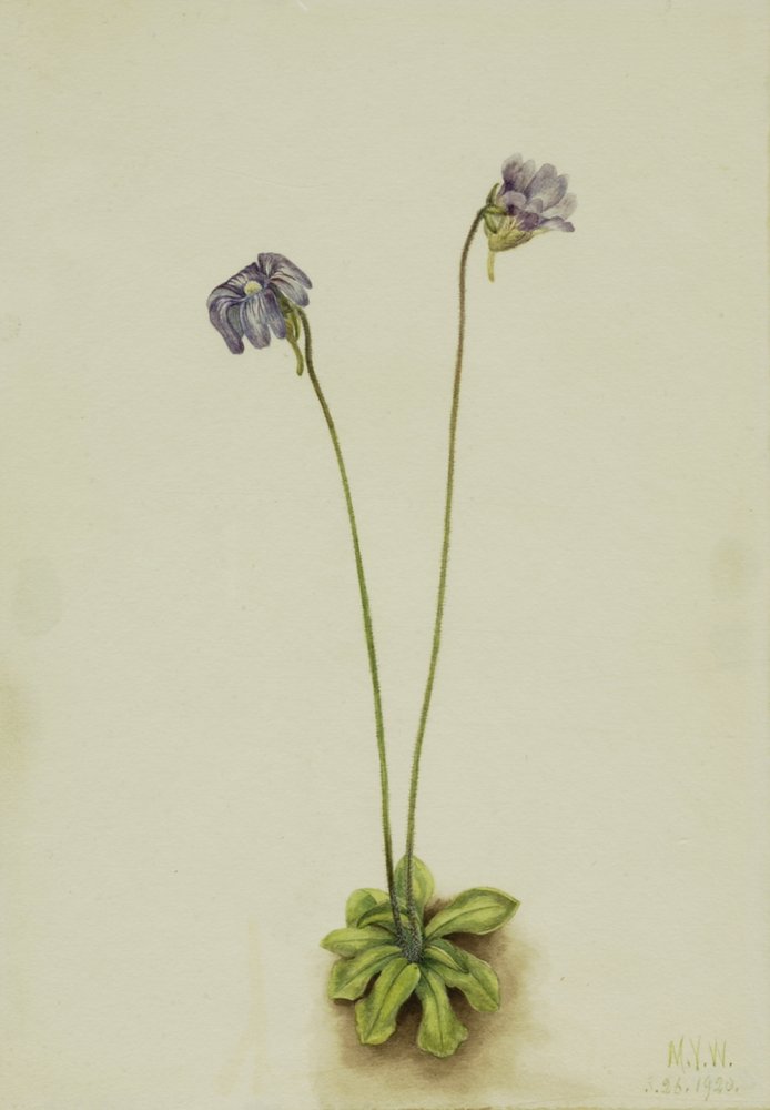 Pinguicula elatior, 1920 de Mary Vaux Walcott